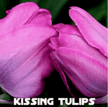 Kissing Kisses GIF - Kissing Kisses Tulips GIFs