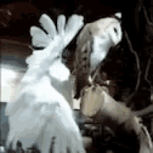 a couple of birds are standing next to each other in a room .