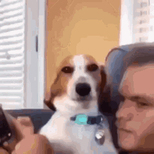 Cachorro Seduzindo Cachorro GIF - Cachorro Seduzindo Cachorro Seduzindo GIFs