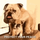 Dog Pup GIF - Dog Pup Protect GIFs