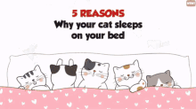 Why Does My Cat Sleep On The Corner Of My Bed GIF - Why Does My Cat Sleep On The Corner Of My Bed GIFs