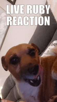 a brown and white dog laying on a couch with the words live ruby reaction above it
