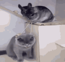 Chinchilla Cat GIF - Chinchilla Cat Play GIFs