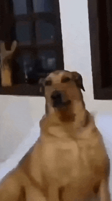 a brown dog is sitting in front of a window and looking at the camera