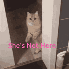 Not Here GIF - Not Here GIFs