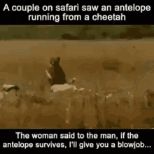 Antelope Cheetah GIF - Antelope Cheetah Chase GIFs