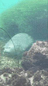 a manatee is swimming in a body of water surrounded by seaweed