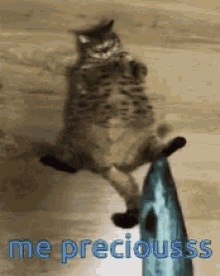 Precious Cat GIF - Precious Cat Fish GIFs
