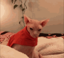 Disgusting Cat GIF - Disgusting Cat Meme GIFs