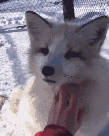 arctic fox soobred