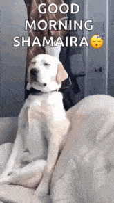 a dog is sitting on a couch with its eyes closed and says good morning shamaira