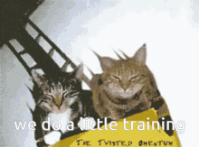 We Do A Little Training Cat GIF - We Do A Little Training Cat Roller Coaster GIFs
