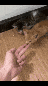two kittens are eating from a person 's hand on a wooden floor