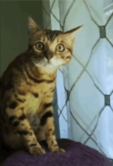 Cat Surprised GIF - Cat Surprised GIFs
