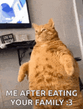 Cat Fat GIF