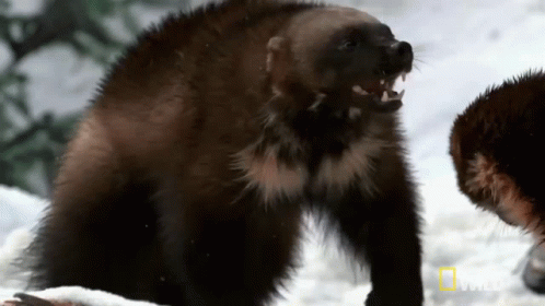Wolverine Animal GIF - Wolverine Animal Fight - Discover & Share GIFs