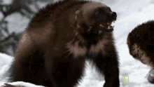 Wolverine Animal GIF - Wolverine Animal Fight GIFs