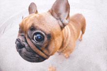 a small brown dog with a chain around its neck looks up at the camera