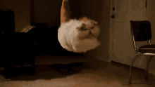 a white and orange cat is flying through the air in a room .