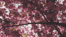 Sakura Flowers GIF - Sakura Flowers GIFs