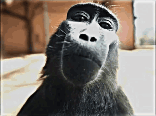 Monkey Rizz GIF - Monkey rizz Rizz Monkey - Discover & Share ...