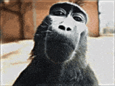 Monkey Rizz GIF - Monkey Rizz Rizz Monkey GIFs