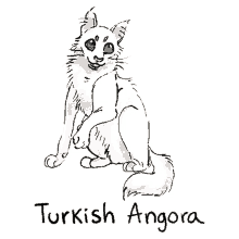 cats cat cat breeds turkish angora arthur