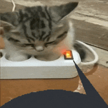 Cat Mini GIF - Cat Mini Cute GIFs