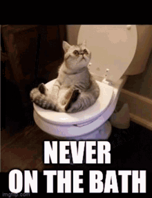 funny animals cat bath pee