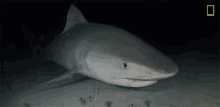 Shark National Geographic GIF