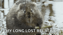 Castor Beaver GIF - Castor Beaver Eating GIFs