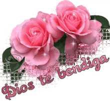 rosas sparkle dios te bendigo god bless you rose