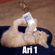 Ari Cat Ari Season One GIF - Ari Cat Ari Season One Discord GIFs