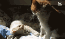Cat Attack Hit On The Head GIF