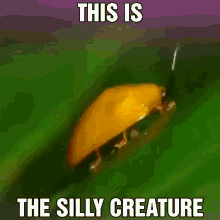 Silly Creature GIF