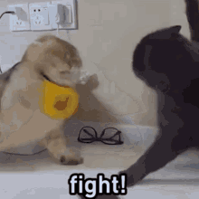 Fight Cat Fight GIF - Fight Cat Fight Cat GIFs