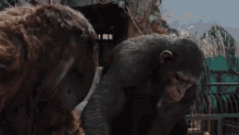 Apes Together GIF - Apes Together Always GIFs