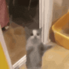 a gray and white cat standing in a doorway