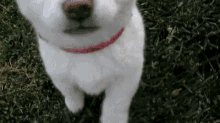 Puppy Dog GIF - Puppy Dog Falling GIFs