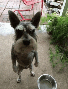 a schnauzer dog is standing on its hind legs next to a bowl of water .