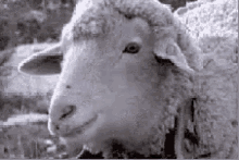 Sheep Chew GIF - Sheep Chew Eating GIFs
