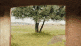 a tree in the middle of a grassy field is visible through a window