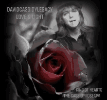 David Cassidy The Cassidy Rose GIF