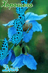 blue butterflies are flying over a blue flower with the word xopowera written on the bottom
