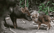 Lick GIF - Deer Lick Kisses GIFs