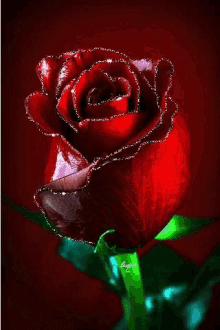 rose flower glitter red sparkle