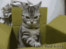 Grr Bad Kitty GIF - Grr Bad Kitty Miss May GIFs