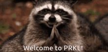 Prkl Rabid Raccoon GIF - Prkl Rabid Raccoon GIFs