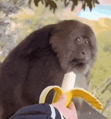 Hoecat Monkey GIF - Hoecat Monkey Banana GIFs