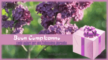 Auguri Compleanno GIF - Auguri Compleanno Lilac GIFs